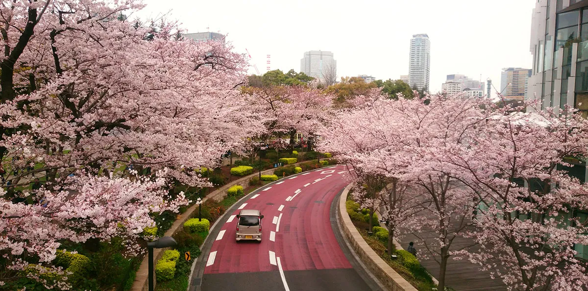 Cherry blossoms line a road near Tokyo Midtown